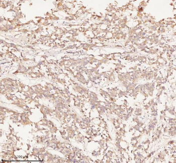 NUP43 Rabbit Polyclonal Antibody