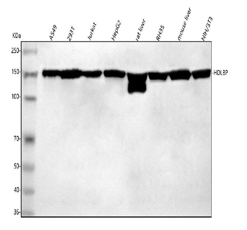 HDLBP Rabbit Polyclonal Antibody
