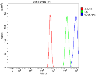 NDUFA9 Rabbit Polyclonal Antibody