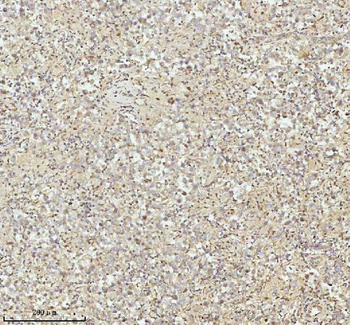 NDUFA9 Rabbit Polyclonal Antibody