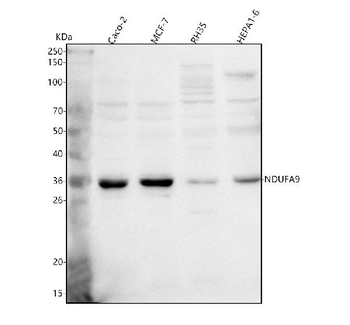 NDUFA9 Rabbit Polyclonal Antibody