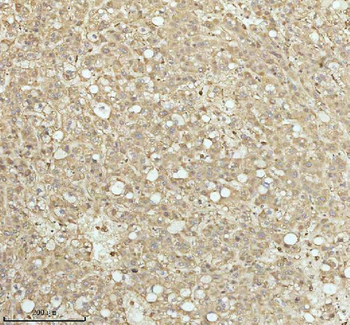 NDUFA9 Rabbit Polyclonal Antibody