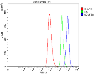 NDUFB8 Rabbit Polyclonal Antibody