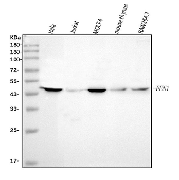 FEN1 Mouse Monoclonal Antibody