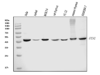 FEN1 Mouse Monoclonal Antibody