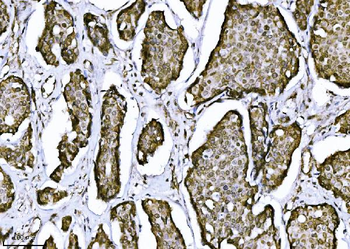 NDFIP2 Mouse Monoclonal Antibody
