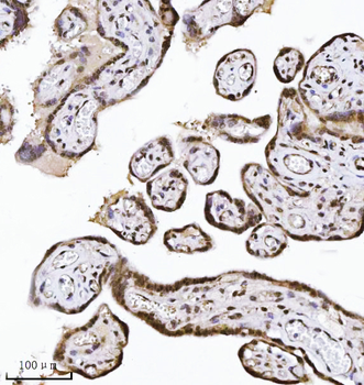 NDFIP2 Mouse Monoclonal Antibody