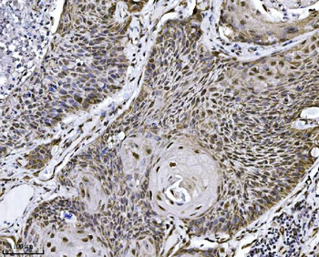 NDFIP2 Mouse Monoclonal Antibody