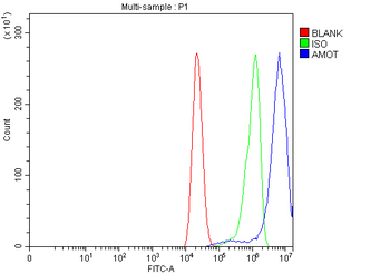 Angiomotin/AMOT Rabbit Polyclonal Antibody