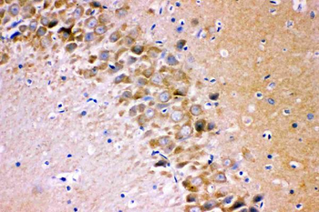 Glutamate Receptor 1/GRIA1 Rabbit Polyclonal Antibody