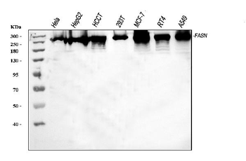 Fatty Acid Synthase/FASN Rabbit Polyclonal Antibody