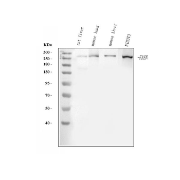 Fatty Acid Synthase/FASN Rabbit Polyclonal Antibody