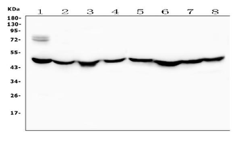 Ribonuclease Inhibitor/RNH1 Rabbit Polyclonal Antibody