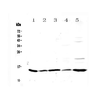 Galectin 1/Lgals1 Rabbit Polyclonal Antibody