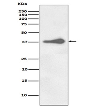 Nanog Rabbit Monoclonal Antibody