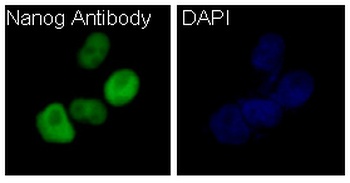 Nanog Rabbit Monoclonal Antibody