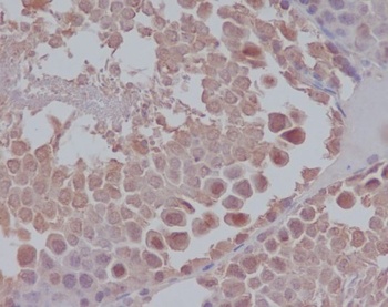 Nanog Rabbit Monoclonal Antibody