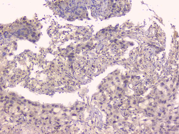 Osteoprotegerin/TNFRSF11B Rabbit Polyclonal Antibody