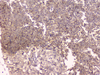 Osteoprotegerin/TNFRSF11B Rabbit Polyclonal Antibody