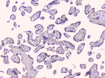 Osteoprotegerin/TNFRSF11B Rabbit Polyclonal Antibody