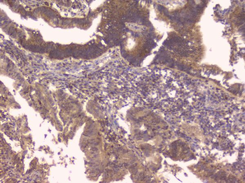 Osteoprotegerin/TNFRSF11B Rabbit Polyclonal Antibody