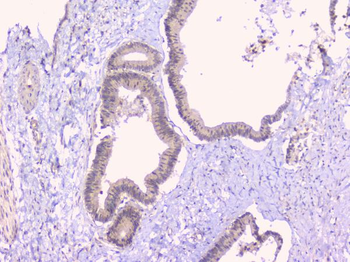 Osteoprotegerin/TNFRSF11B Rabbit Polyclonal Antibody