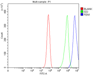 FEN1 Rabbit Polyclonal Antibody