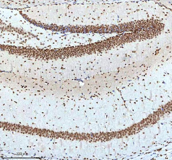 Histone H3 HIST1H3A/B/C/D/E/F/G/H/I/J Rabbit Polyclonal Antibody