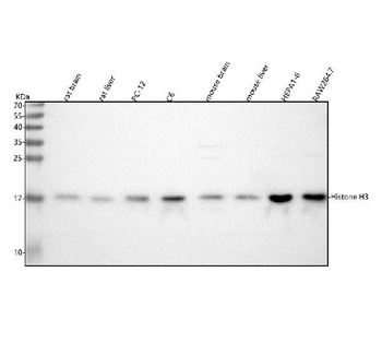 Histone H3 HIST1H3A/B/C/D/E/F/G/H/I/J Rabbit Polyclonal Antibody