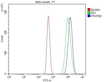 PFKFB2 Rabbit Polyclonal Antibody