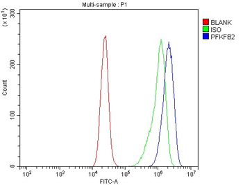 PFKFB2 Rabbit Polyclonal Antibody