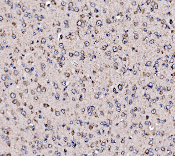 5HT1B/HTR1B Rabbit Polyclonal Antibody