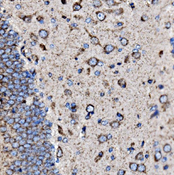 5HT1B/HTR1B Rabbit Polyclonal Antibody