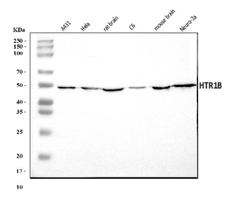 5HT1B/HTR1B Rabbit Polyclonal Antibody