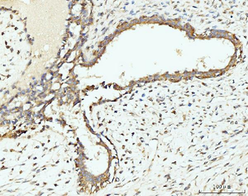RPL29 Rabbit Polyclonal Antibody