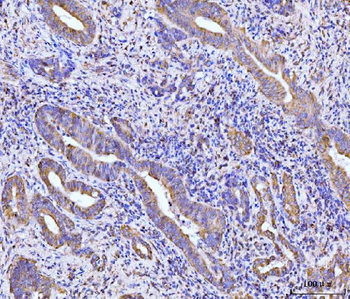 RPL29 Rabbit Polyclonal Antibody
