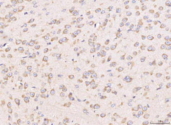 RPL29 Rabbit Polyclonal Antibody