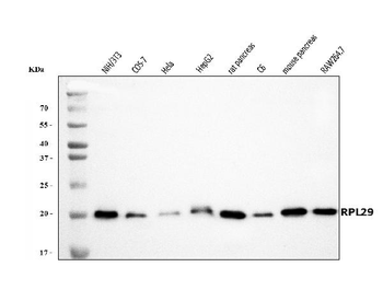 RPL29 Rabbit Polyclonal Antibody