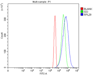 RPL29 Rabbit Polyclonal Antibody