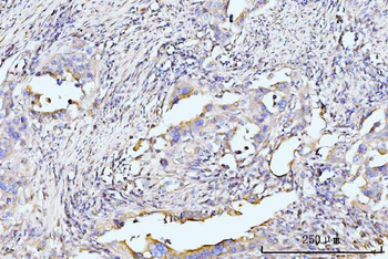 RPL29 Rabbit Polyclonal Antibody
