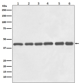 beta Actin Mouse Monoclonal Antibody (HRP)