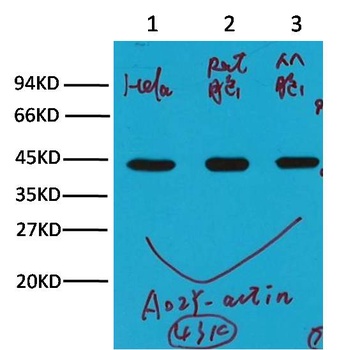 β-actin Mouse mAb Antibody
