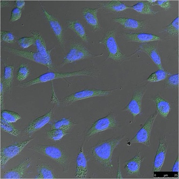 β-actin Mouse mAb Antibody