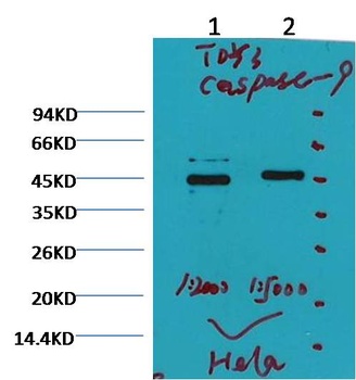 Caspase 9 Mouse mAb Antibody