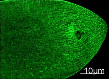 Myosin Heavy Chain Mouse mAb Antibody