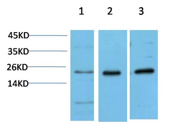 HP-1α (5E3) Mouse mAb Antibody