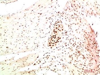 HP-1α (5E3) Mouse mAb Antibody