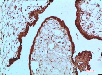 HP-1α (5E3) Mouse mAb Antibody