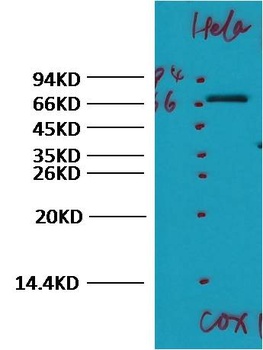 COX1/Cyclooxygenase 1 Rabbit pAb Antibody