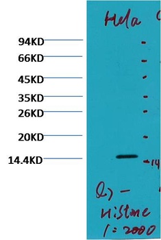 Histone H3 (di methyl K79) Mouse mAb Antibody